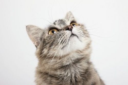 Cat Treats