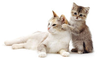 Techni-Cal Range for Cats