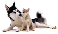 Techni-Cal Range for Dogs
