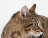 Cat Accessories