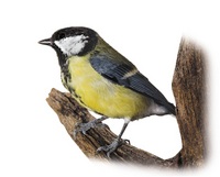 Wild Birds