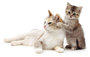 Techni-Cal Range for Cats