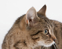 Cat Accessories